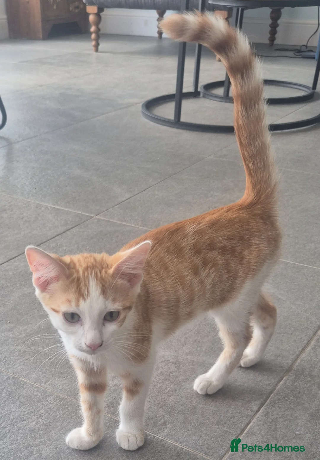 Mixed Breed cats for sale: Kittens for Sale - Advert 4