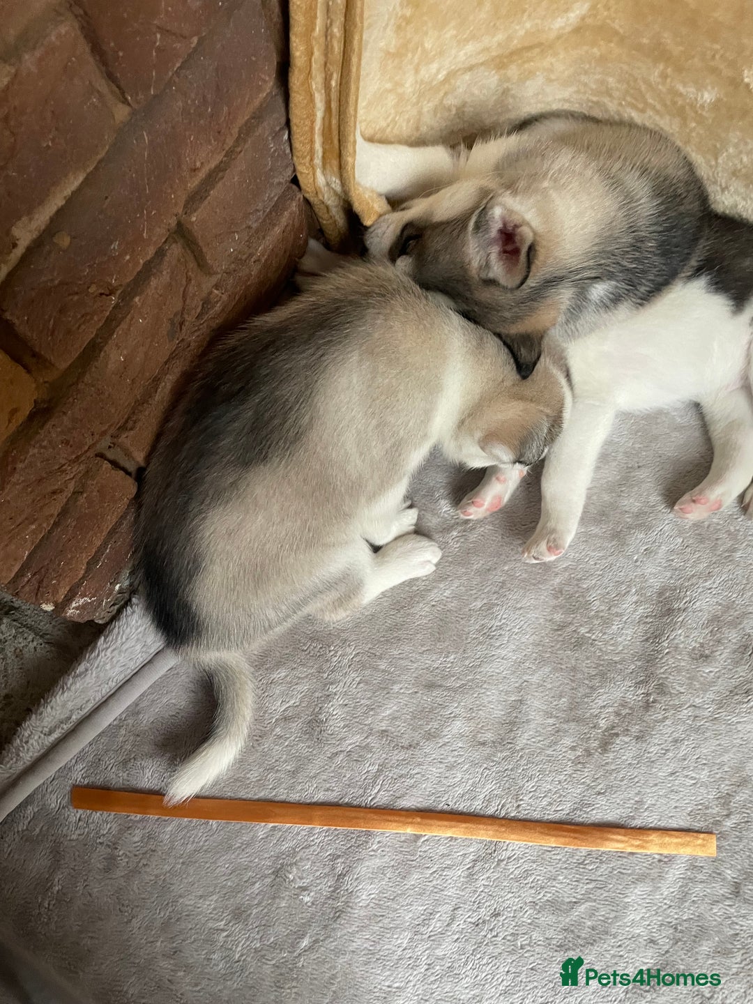 Siberian Husky dogs for sale: Siberian Husky Puppies  - Advert 18