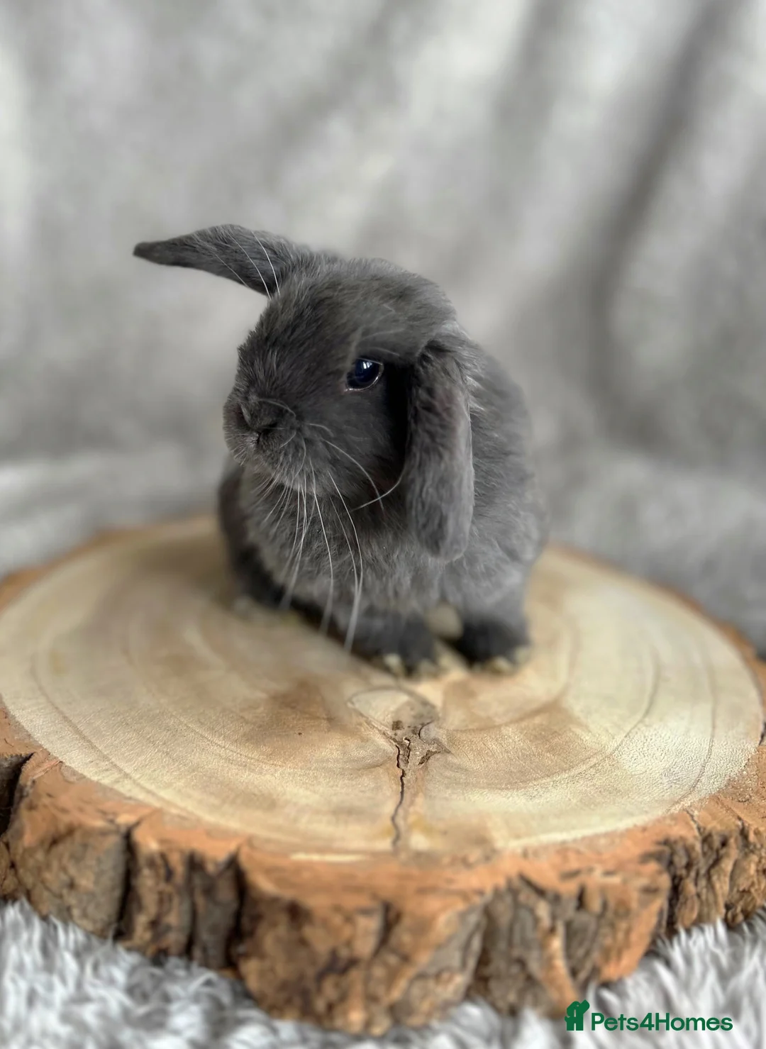 Mini Lop rabbits for sale: Beautiful blue mini lop - Advert 3