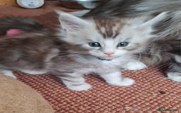 Maine Coon cats for sale: Stunning pedigree Mainecoon Kittens  - Image 7