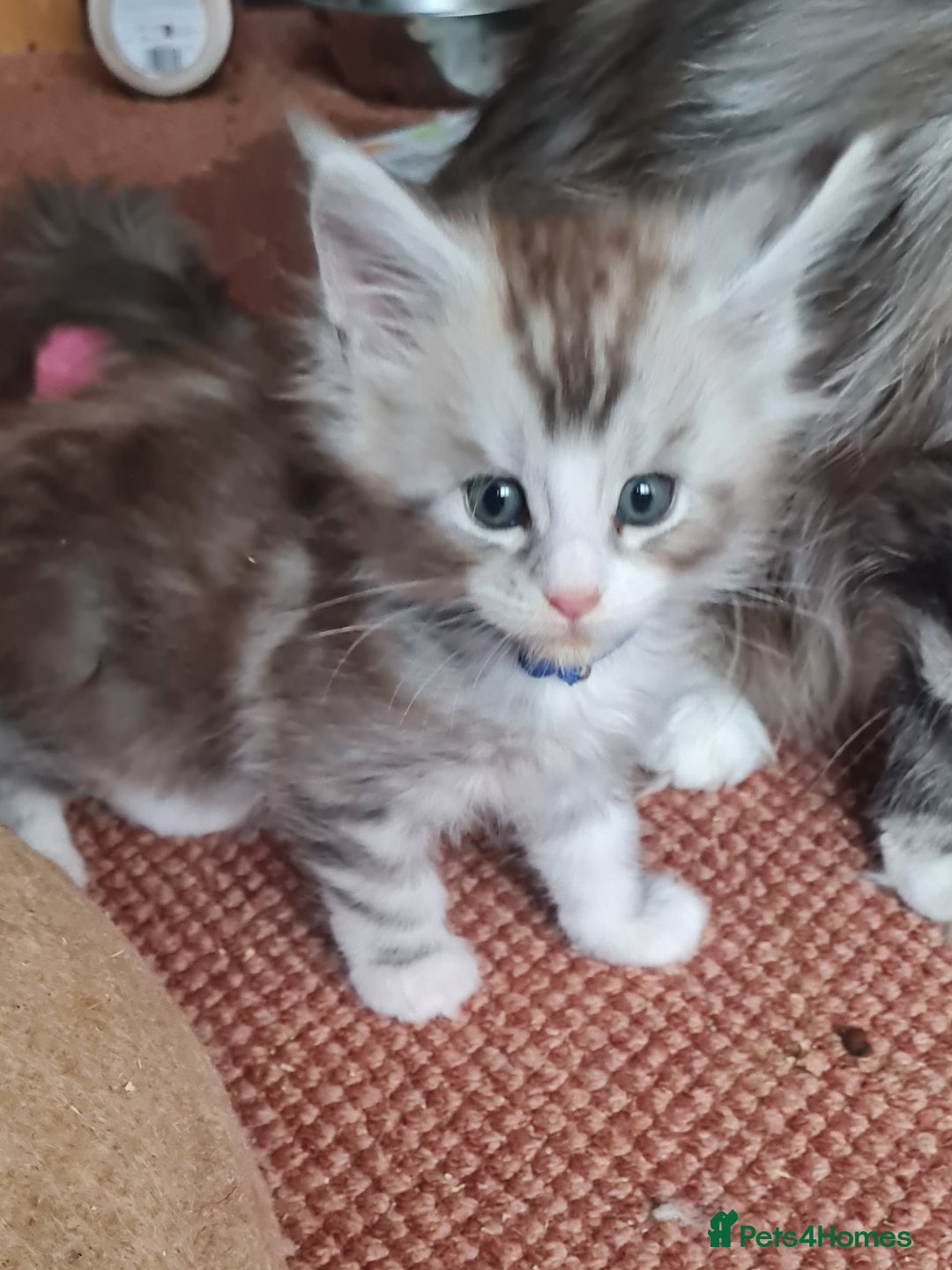 Maine Coon cats for sale: Stunning pedigree Mainecoon Kittens  - Image 7