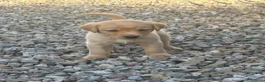 Labrador Retriever 6