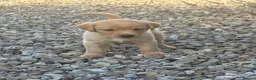 Labrador Retriever dogs for sale: Labrador puppies looking for their new home - Advert 11