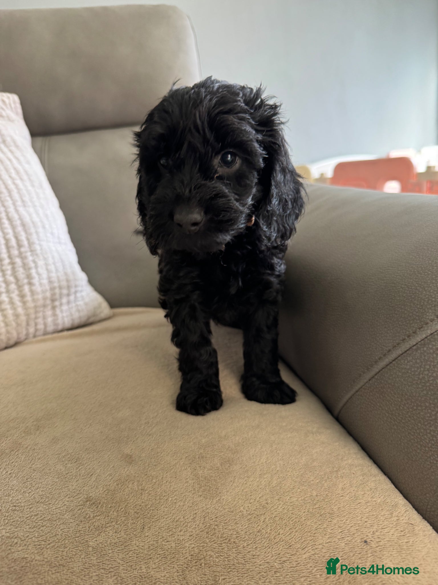 Cockapoo dogs F1 Cockapoo Puppies *1 left*  - Advert 9