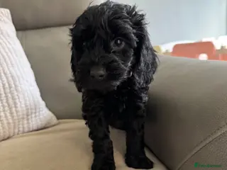 Cockapoo dogs F1 Cockapoo Puppies *1 left* - Advert 9