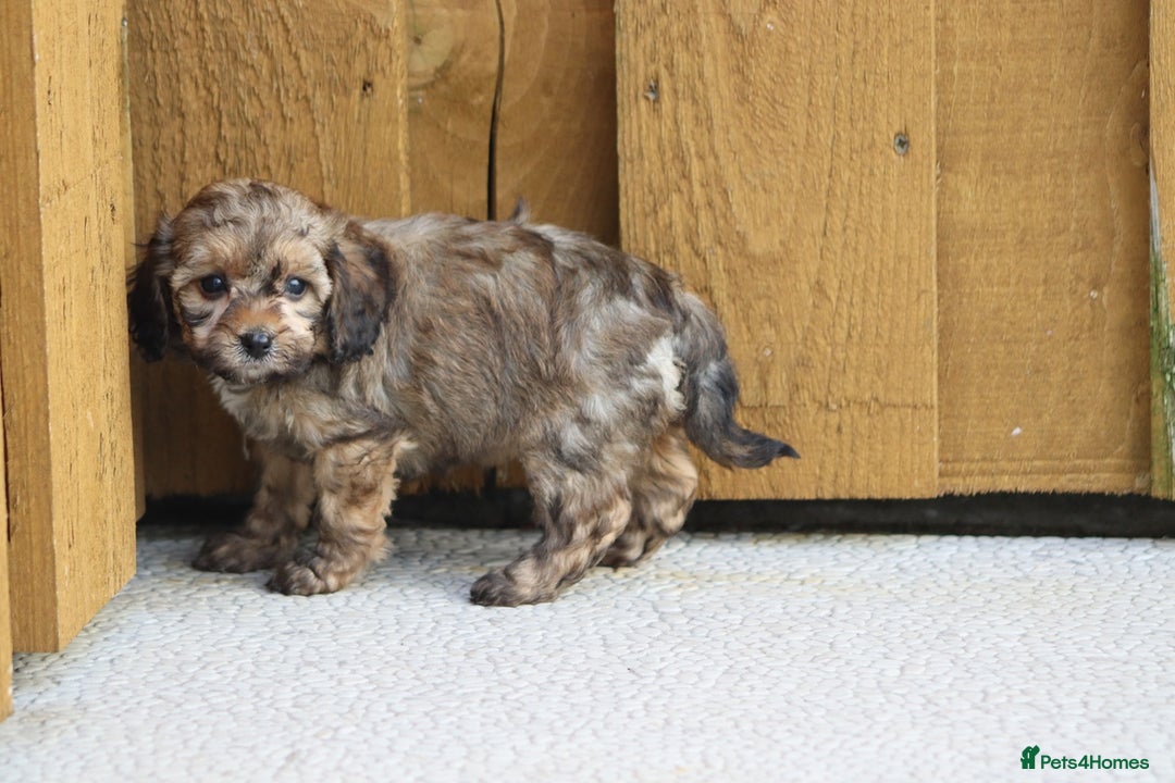 Cockapoo dogs for sale: Cockapoo puppies for sale!  - Advert 34