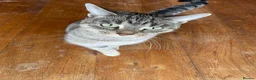 Mixed Breed cats for sale: Female Cat For Sale in New Malden - Advert 5