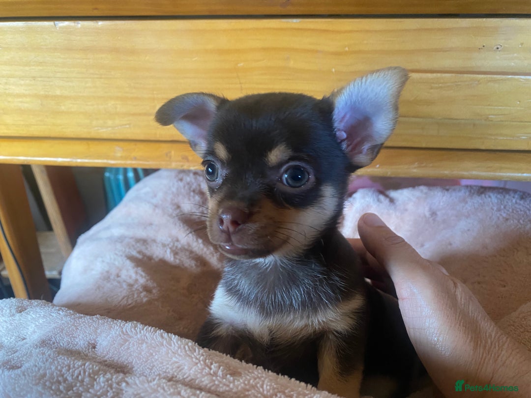 Chorkie dogs for sale: Chorkies - Advert 14