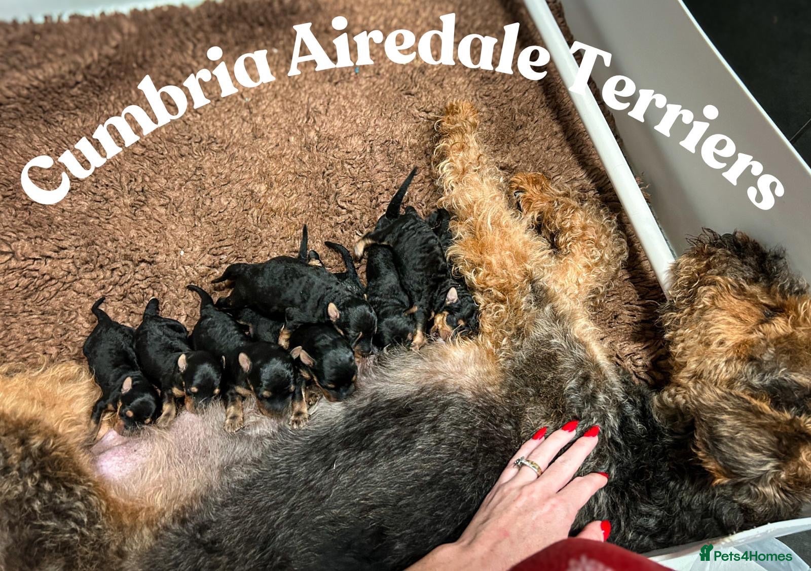 Airedale Terrier dogs 💕 QUALITY FRIENDLY KC AIREDALE TERRIERS 💕 - Advert 1