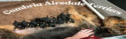 Airedale Terrier dogs for sale: 💕 QUALITY FRIENDLY KC AIREDALE TERRIERS 💕 - Advert 1