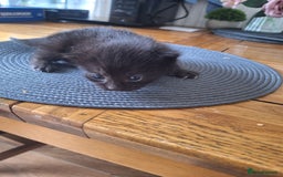 Mixed Breed cats for sale: 🐾 Adorable Kittens Looking for Loving Homes! 🐾 - Image 10