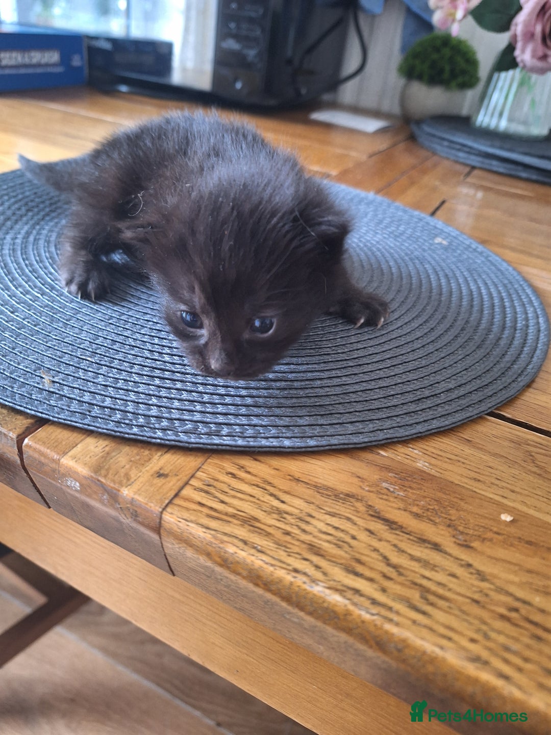 Mixed Breed cats for sale: 🐾 Adorable Kittens Looking for Loving Homes! 🐾 - Image 10
