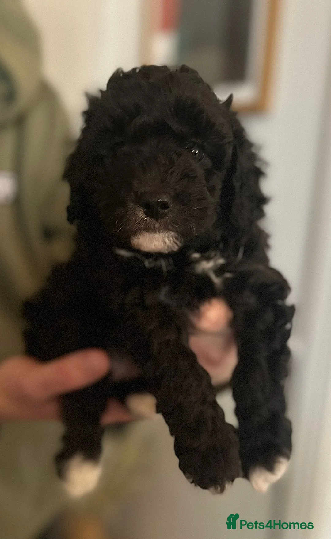 Miniature Poodle dogs for sale: Gorgeous pure bred miniature poodles - Advert 35