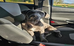 Mixed Breed dogs for sale: 9 month bulldog xspaniel (back up due to let down) - Image 5