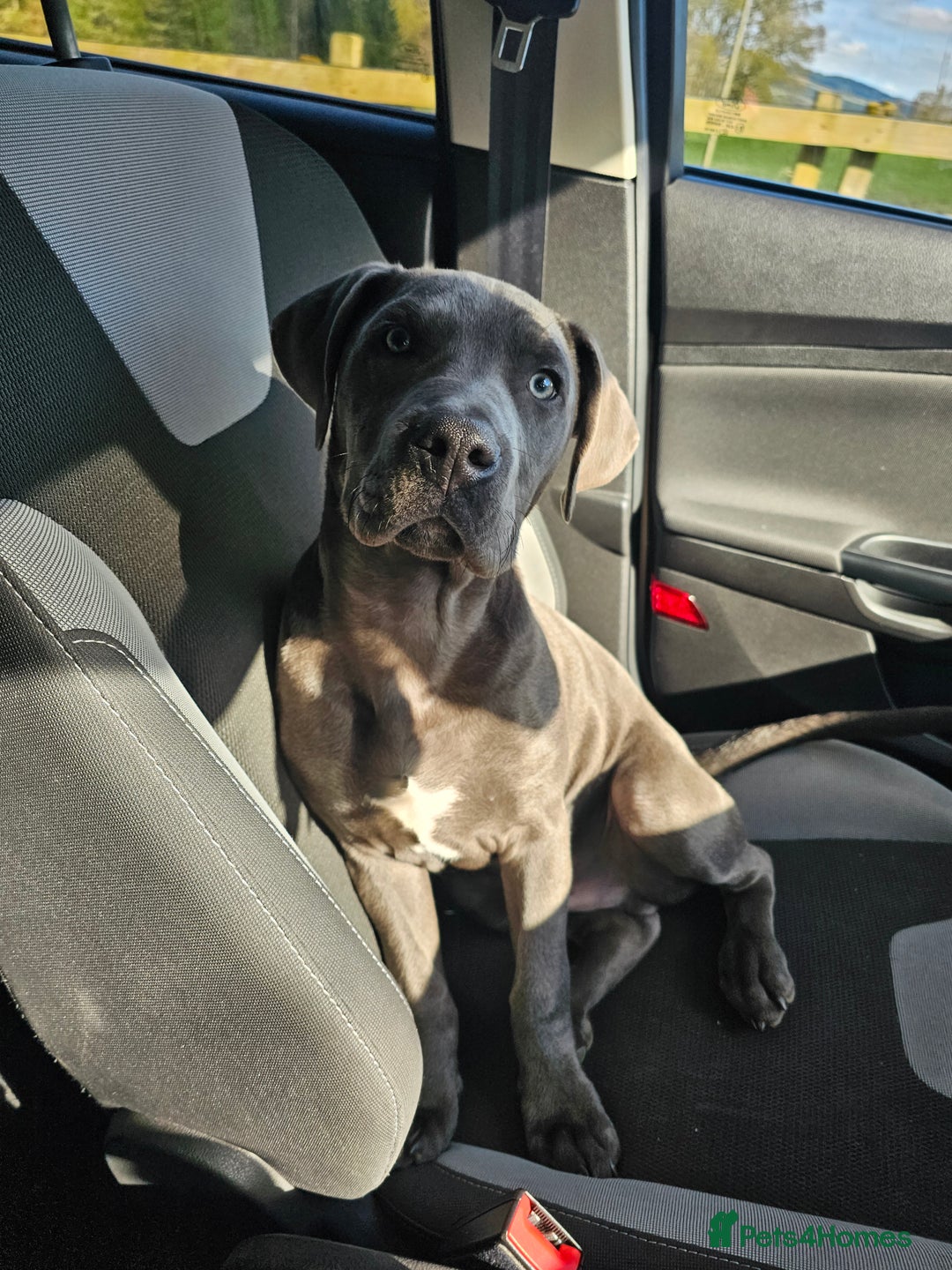 Mixed Breed dogs for sale: 9 month bulldog xspaniel (back up due to let down) - Image 5