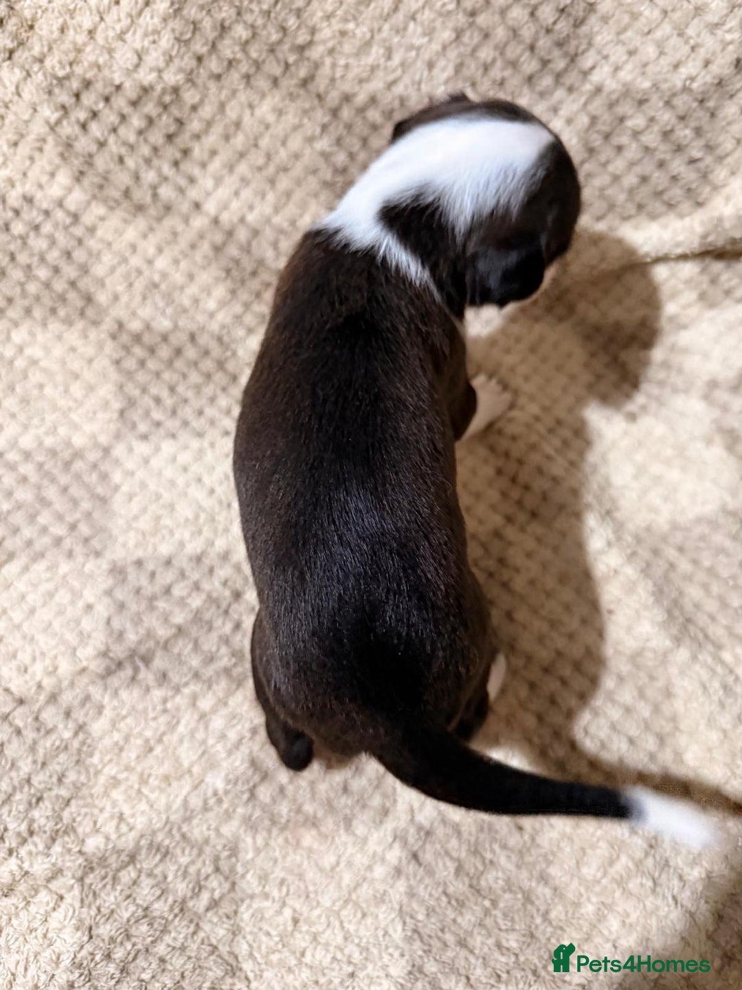 Mixed Breed dogs for sale: ✨🐾 3 Beautiful Female Puppies Available 🐾✨ - Advert 13