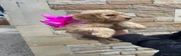Cockapoo dogs for sale: Cockapoo puppy’s F1 beautiful puppies  - Advert 12