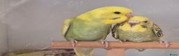 Budgerigars birds for sale: Baby Budgies - Advert 4