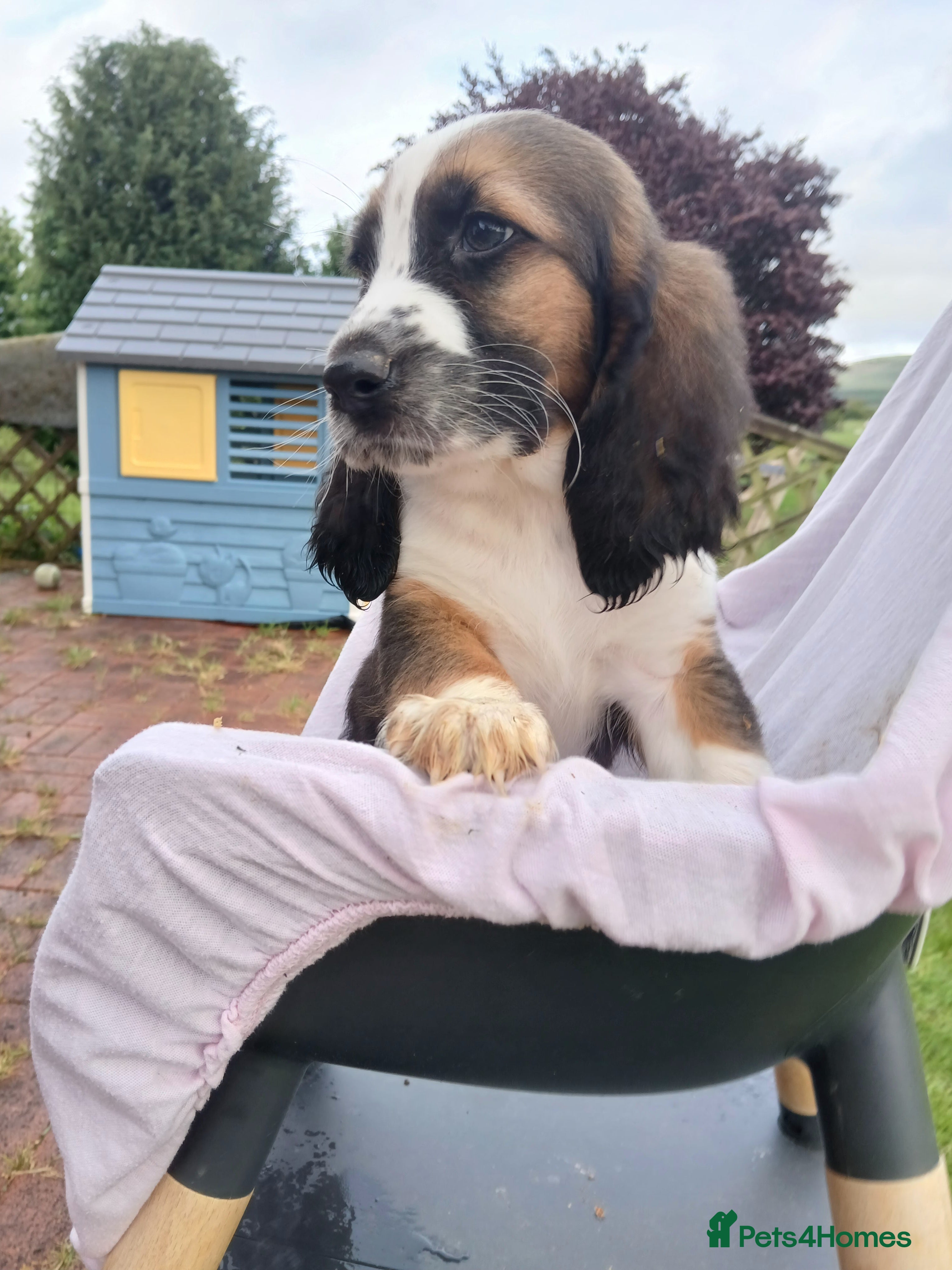 Mixed Breed dogs Basset x beagle puppies  - Advert 2