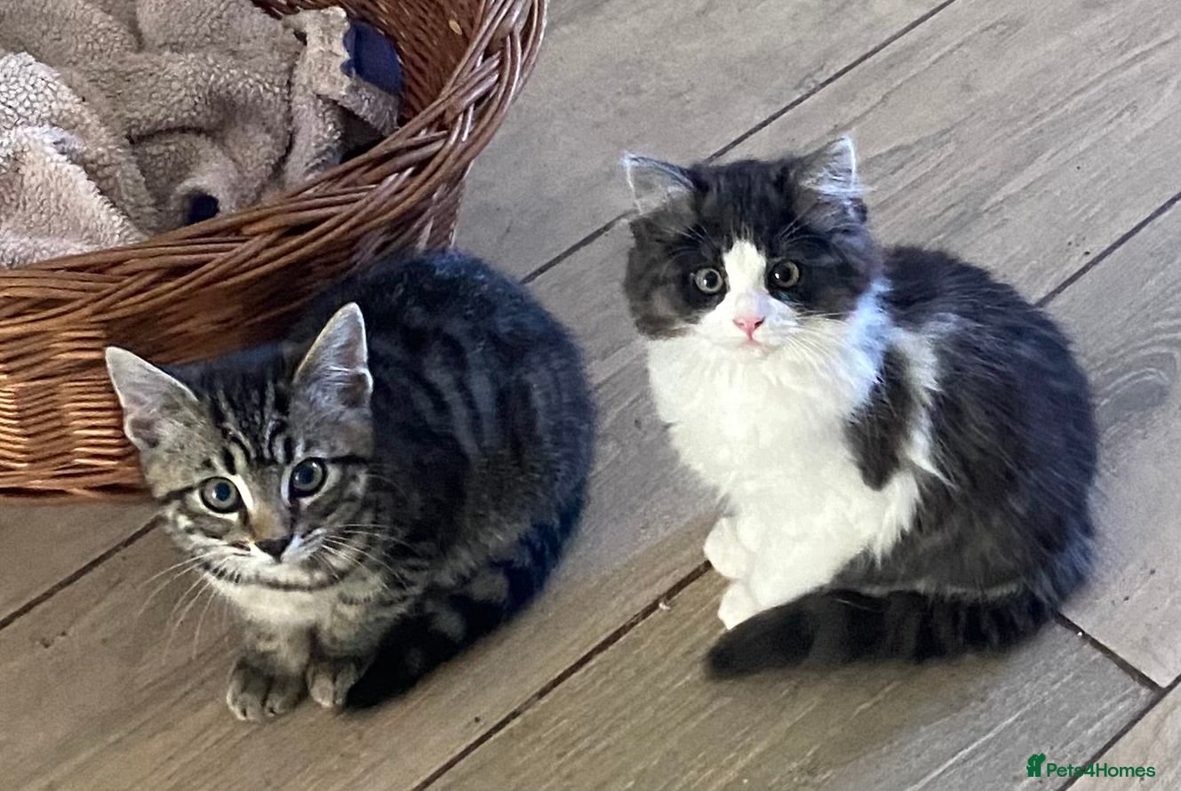 Mixed Breed cats Beautiful kittens available  - Advert 1