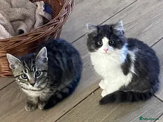Mixed Breed cats Beautiful kittens available - Advert 1