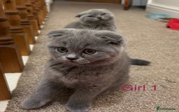 Scottish Fold cats for sale: Scottish Fold kitten  - Image 5