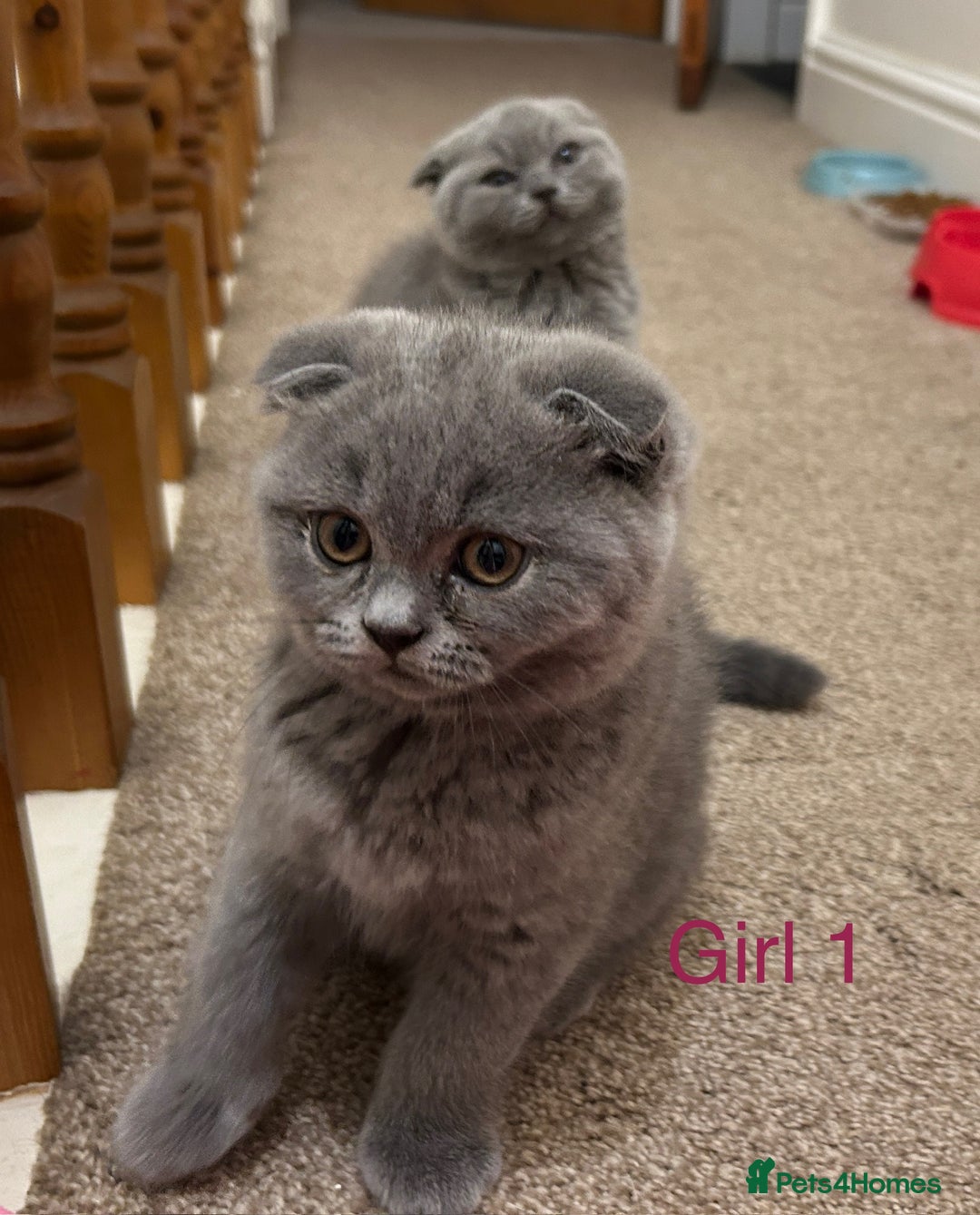 Scottish Fold cats for sale: Scottish Fold kitten  - Image 5