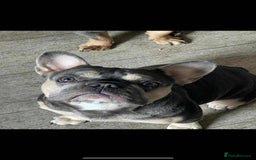 French Bulldog dogs for sale: Flawless French bulldog  - Image 5