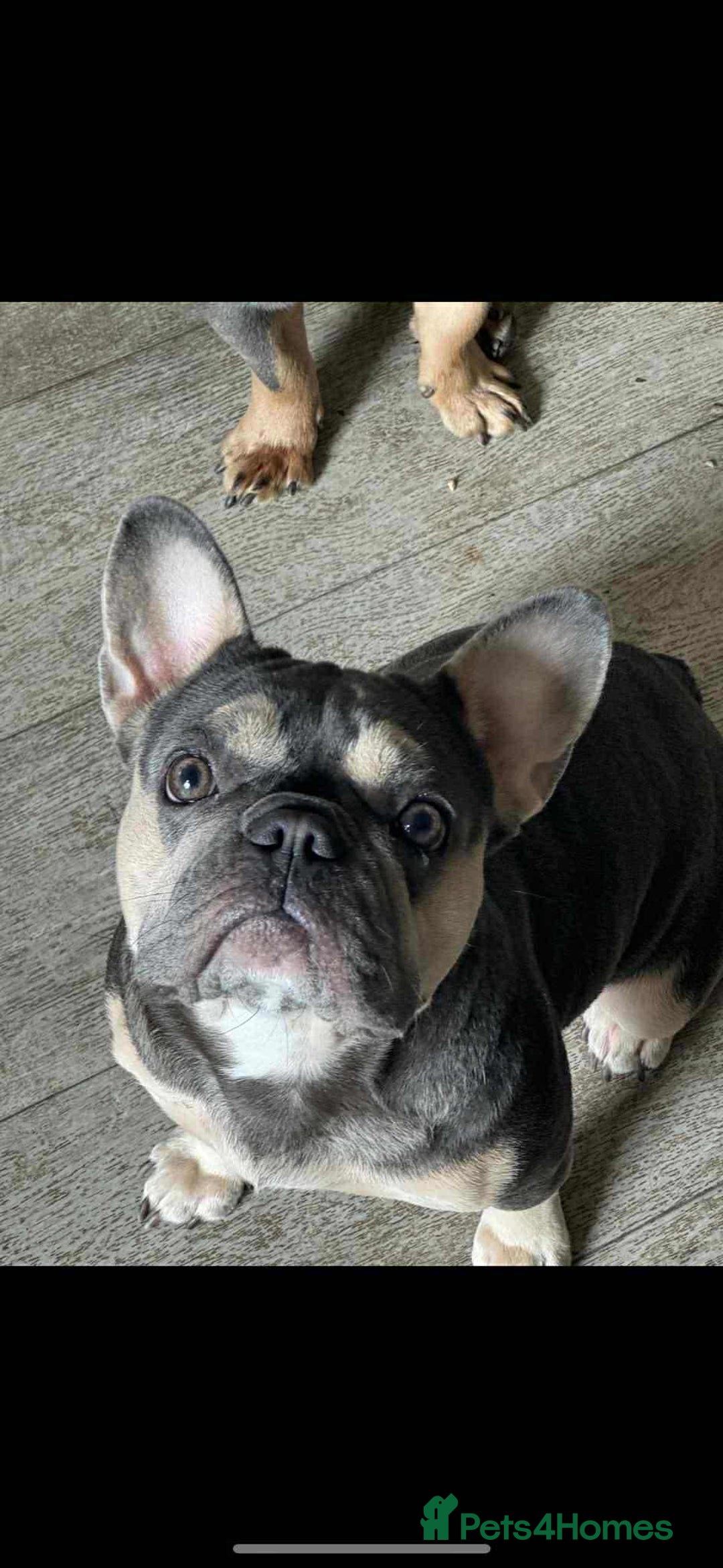 French Bulldog dogs for sale: Flawless French bulldog  - Image 5