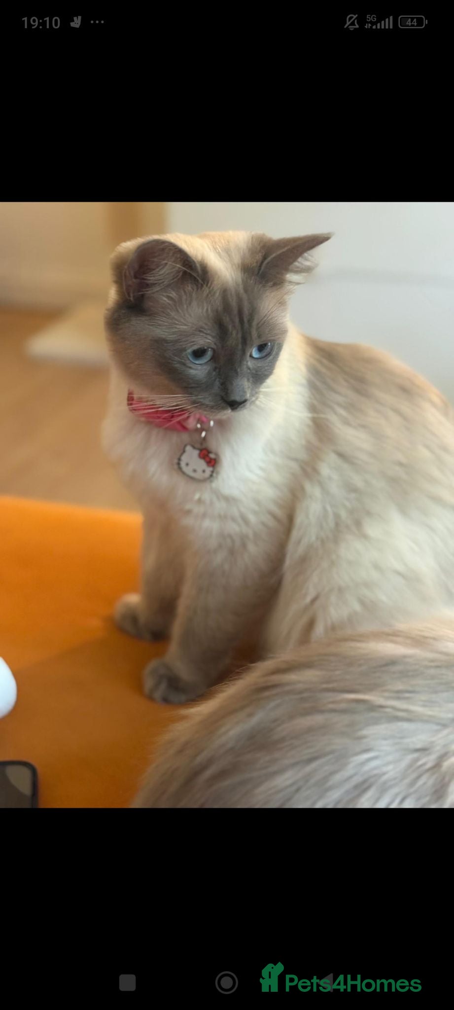 Ragdoll cats Ragdoll British short hair  - Advert 2