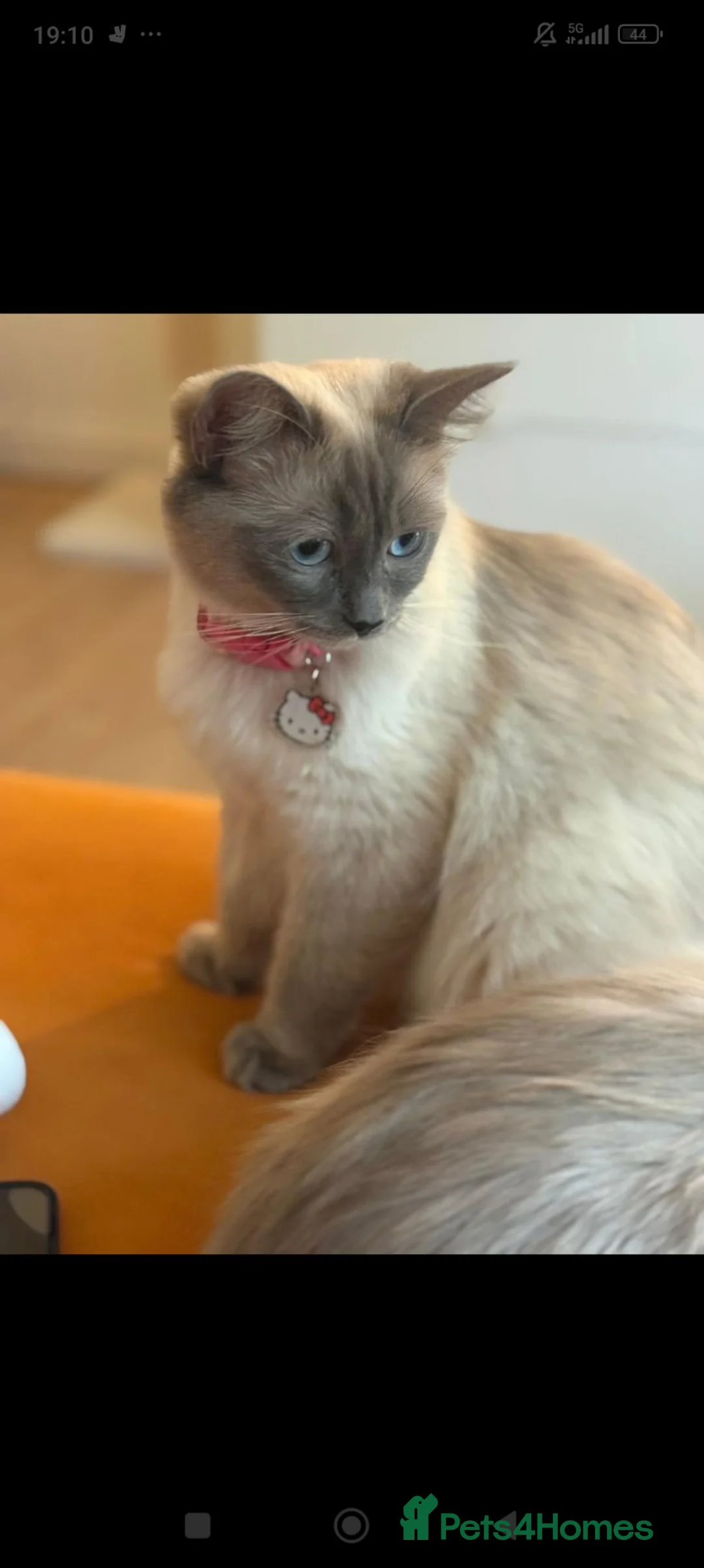 Ragdoll cats for sale: Ragdoll British short hair  - Advert 2