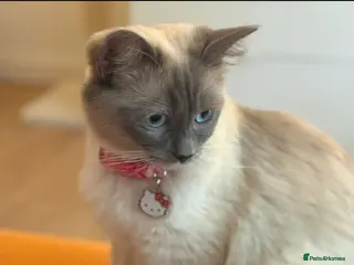 Ragdoll cats Ragdoll British short hair - Advert 2