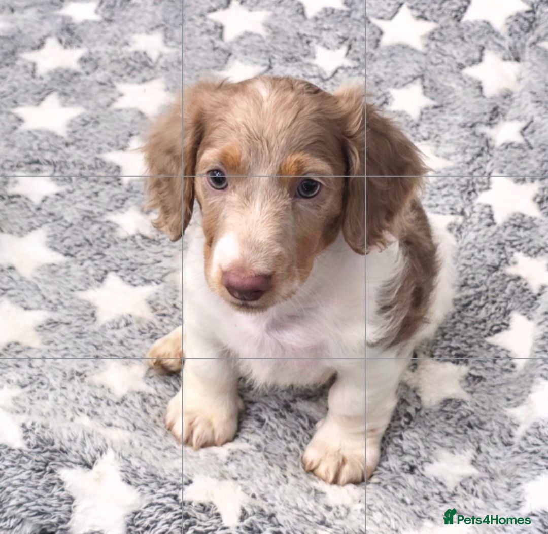 Miniature Dachshund dogs Isabella and Tan Piebald Long Hair Female - Advert 16
