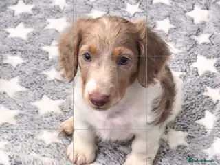 Miniature Dachshund dogs Isabella and Tan Piebald Long Hair Female - Advert 16