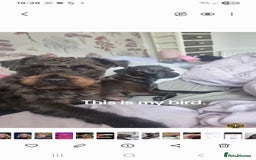 Patterdale Terrier dogs for sale: Patterdale puppies. - Advert 3