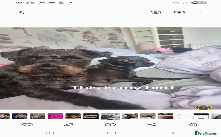 Patterdale Terrier dogs 3 girl Patterdale puppies. - Advert 2