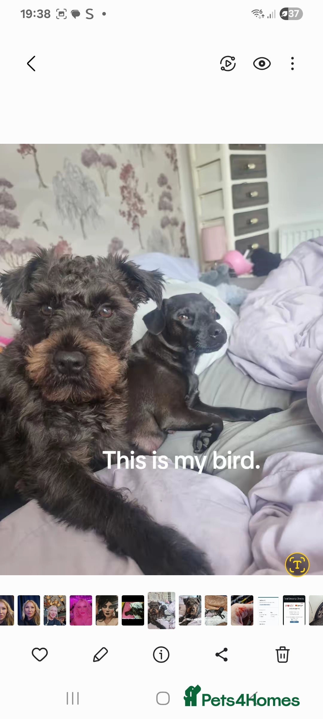 Patterdale Terrier dogs for sale: Patterdale puppies. - Advert 3