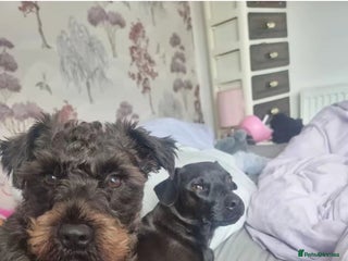 Patterdale Terrier dogs 3 girl Patterdale puppies. - Advert 16