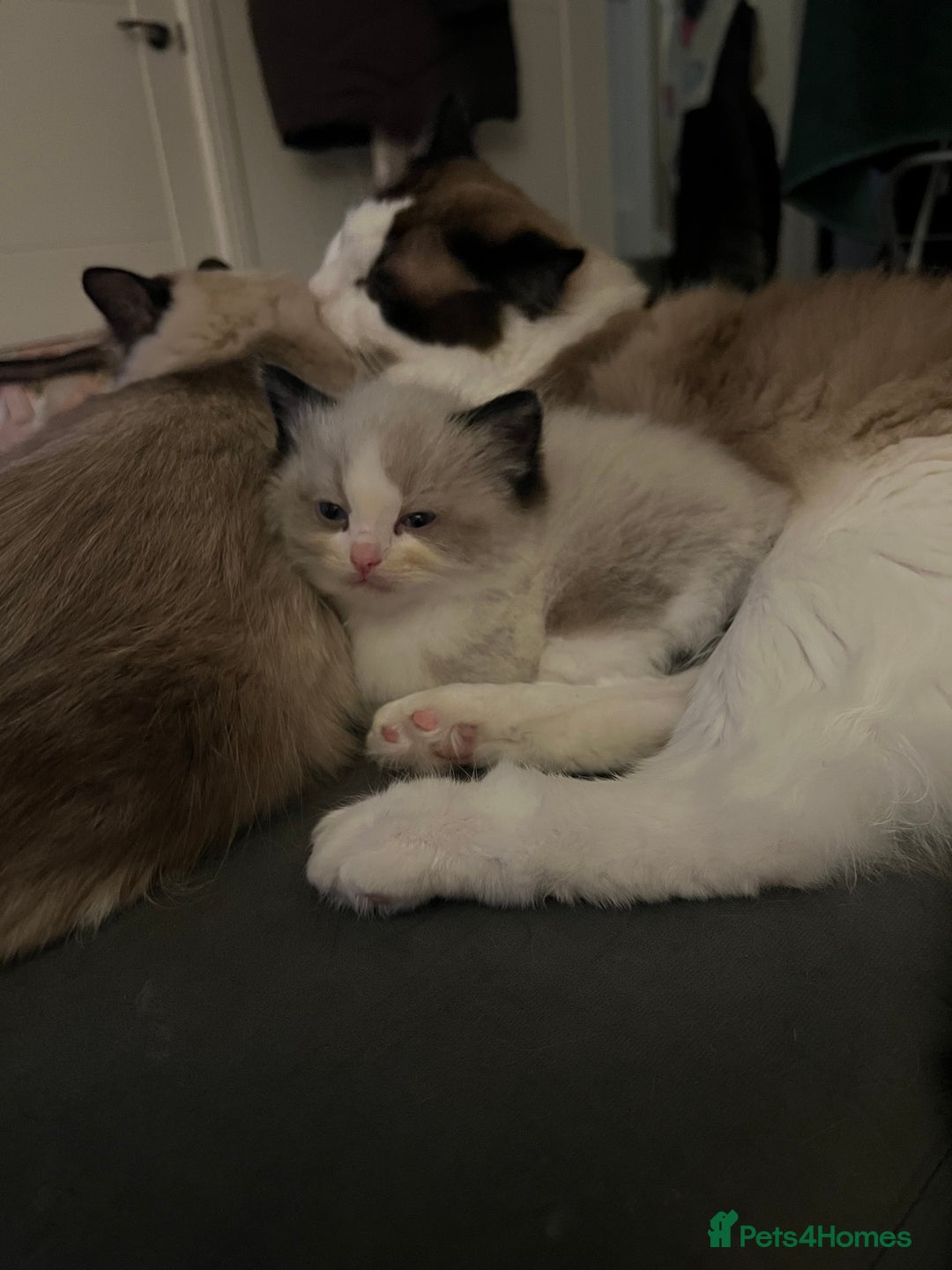 Ragdoll cats for sale: 1 male purebred Ragdoll - Advert 7