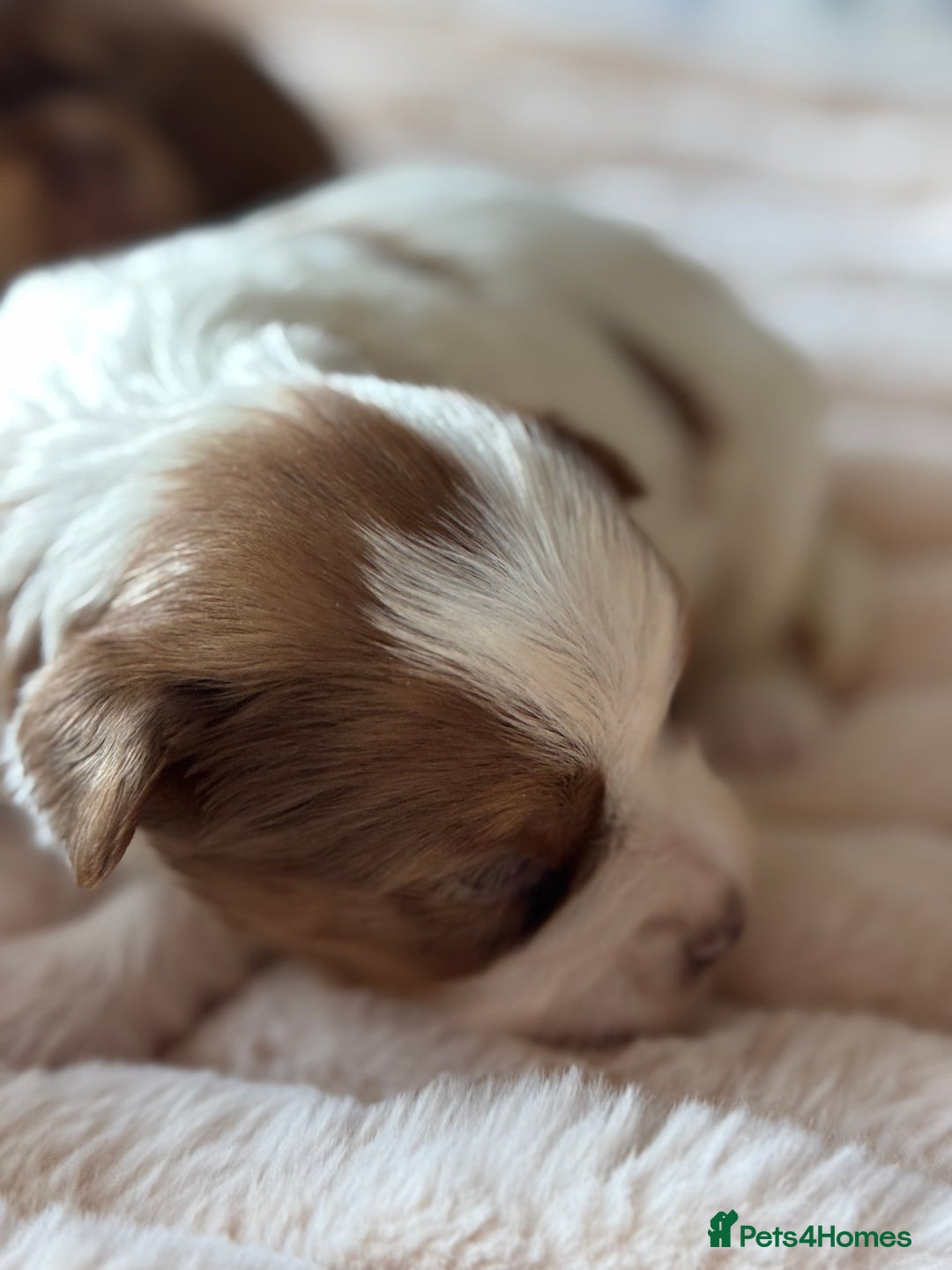 Yorkshire Terrier dogs for sale: Adorable Health Tested Coloured Yorkies (Biewer)  - Advert 14