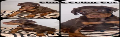 Dobermann 4