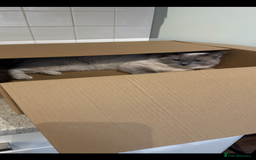 Domestic Shorthair cats for sale: Heartbreakingly a marriage breakup forces rehome - Image 28