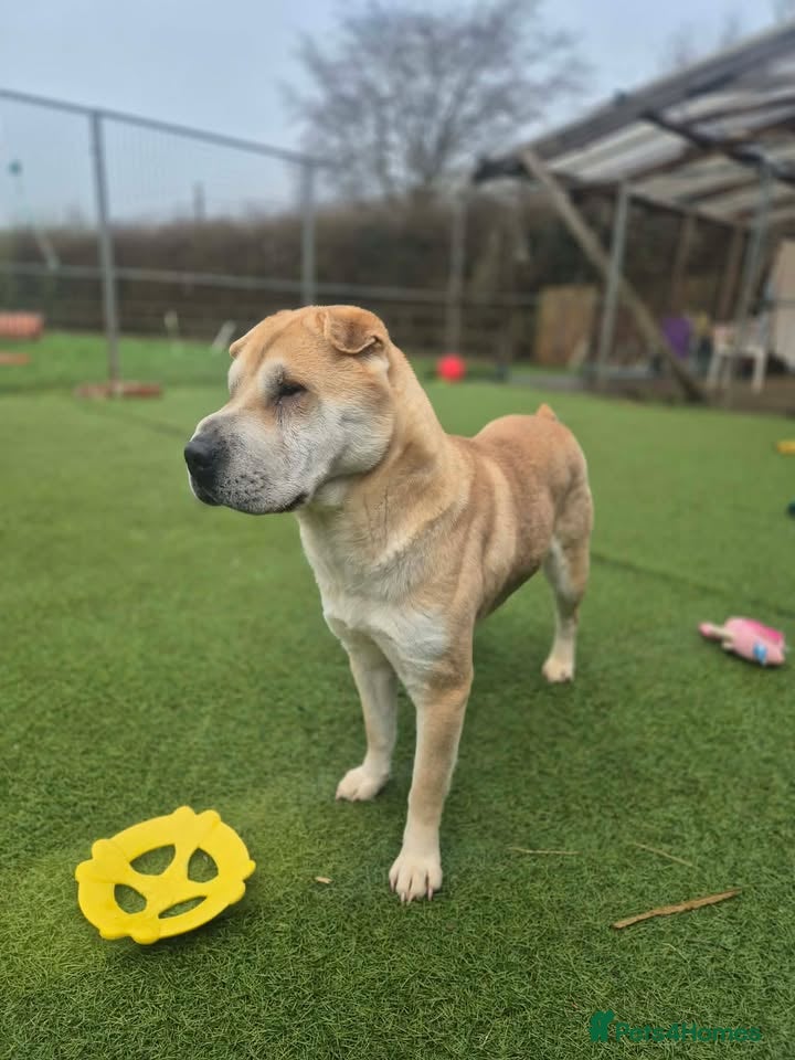 Dove — Mixed Breed