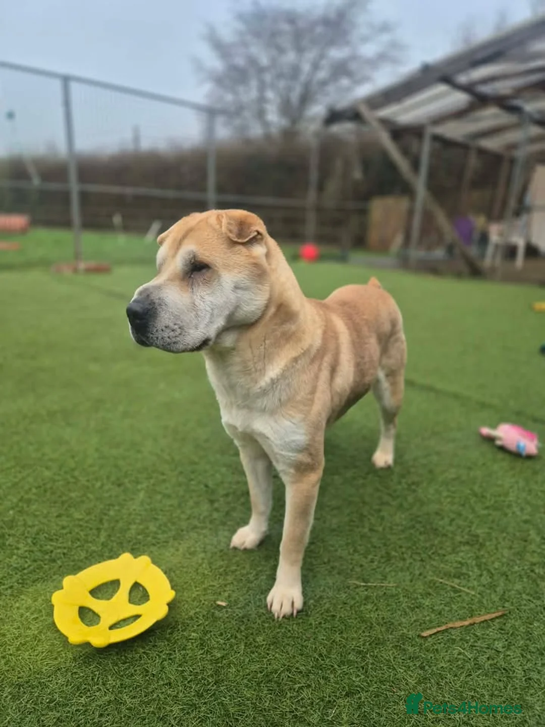 Mixed Breed dogs for adoption: DOVE - 2 year old Shar Pei x Akita - Advert 7