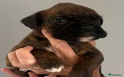 Boxer dogs for sale: Boxer Puppies form Top Winning Show Kennel - Image 6
