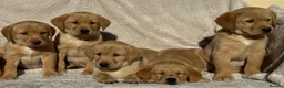 Labrador Retriever dogs for sale: Beautiful litter of KC reg Labrador puppies  - Advert 10