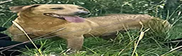 Labrador Retriever dogs for sale: 5 year old yellow labrador looking for loving home - Advert 2