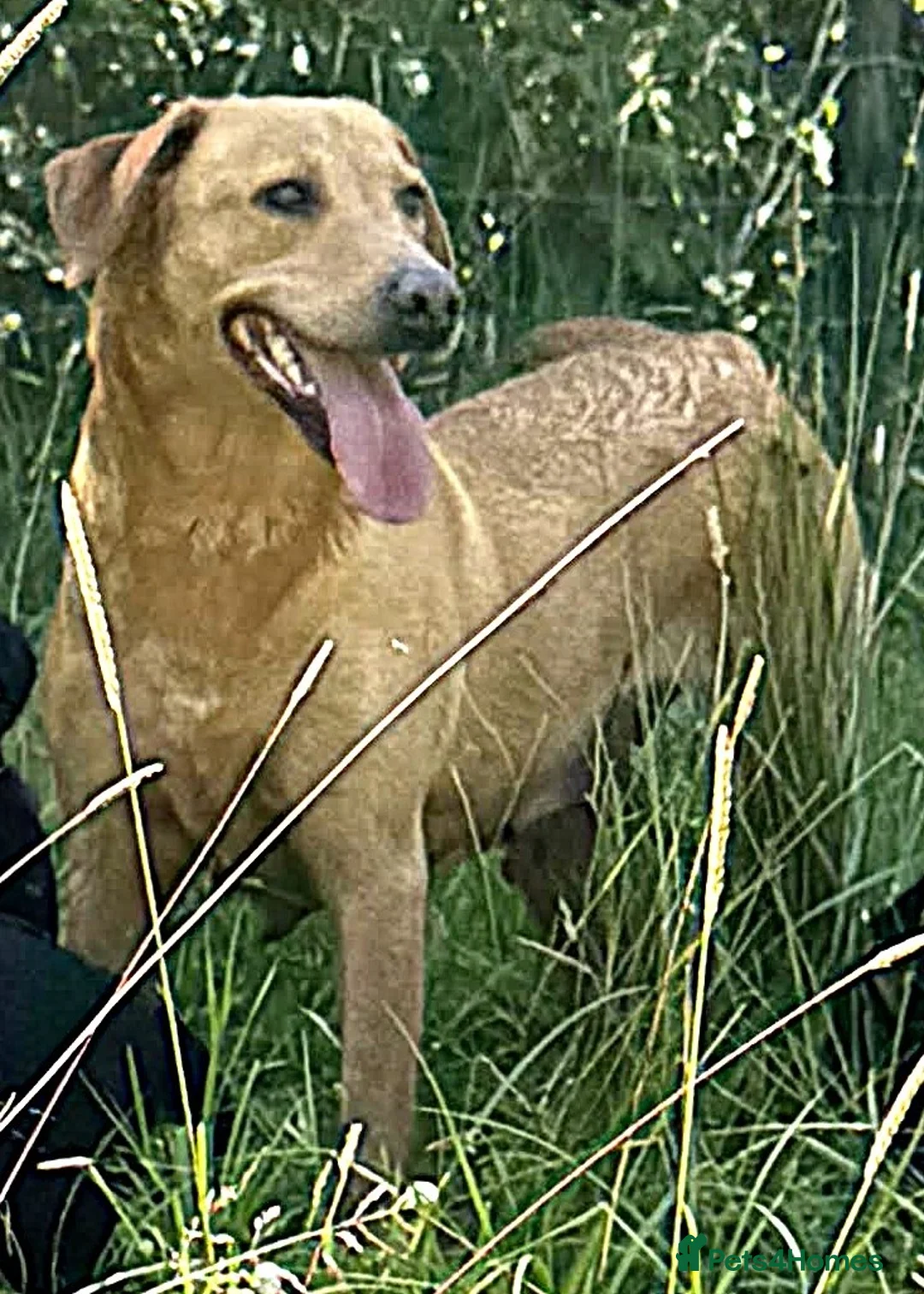 Labrador Retriever dogs for sale: 5 year old yellow labrador looking for loving home - Advert 2