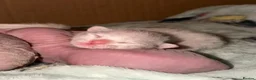 Mixed Breed cats for sale: Stunning Sphynx x ragdoll  - Advert 4