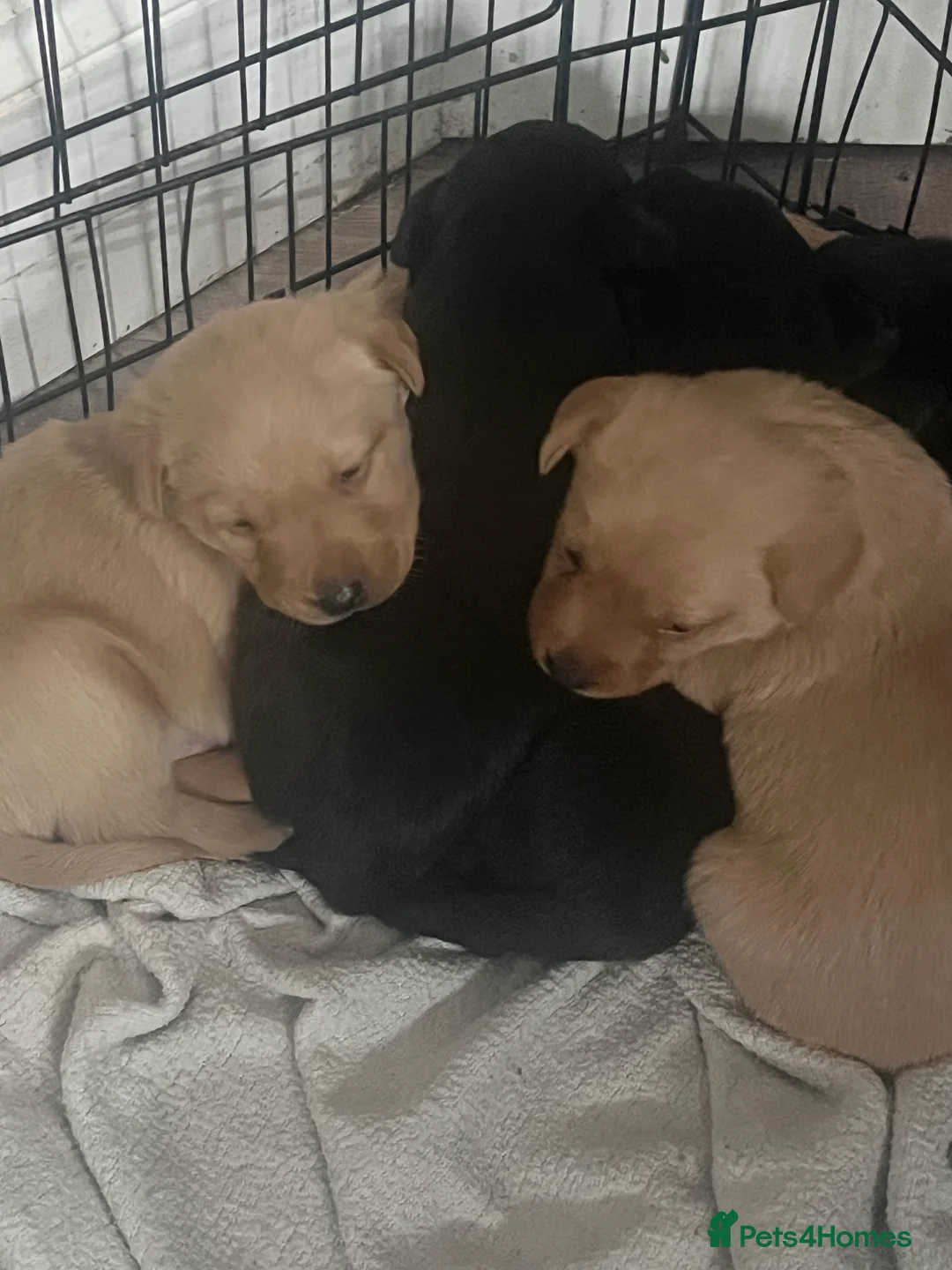Labrador Retriever dogs for sale: Labrador puppy’s pups pup puppies puppy  - Advert 2